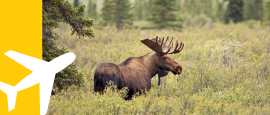Rejs Przystanek Alaska z wycieczką lądową do Denali i Fairbanks z polskim pilotem